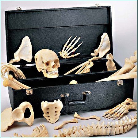 DENOYER-GEPPERT Model Case, Case for Disarticulated Skeleton SC63